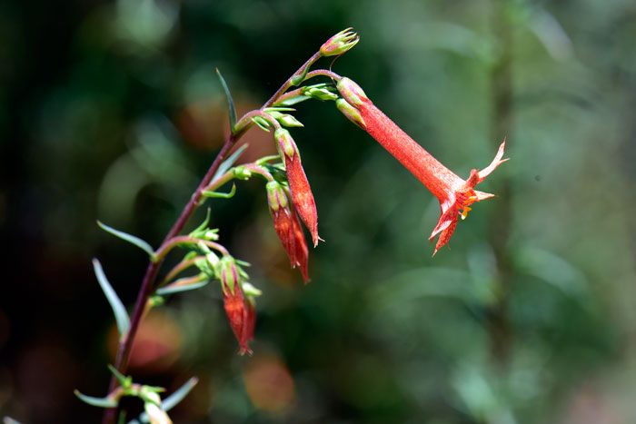 Ipomopsis aggregata, Skyrocket